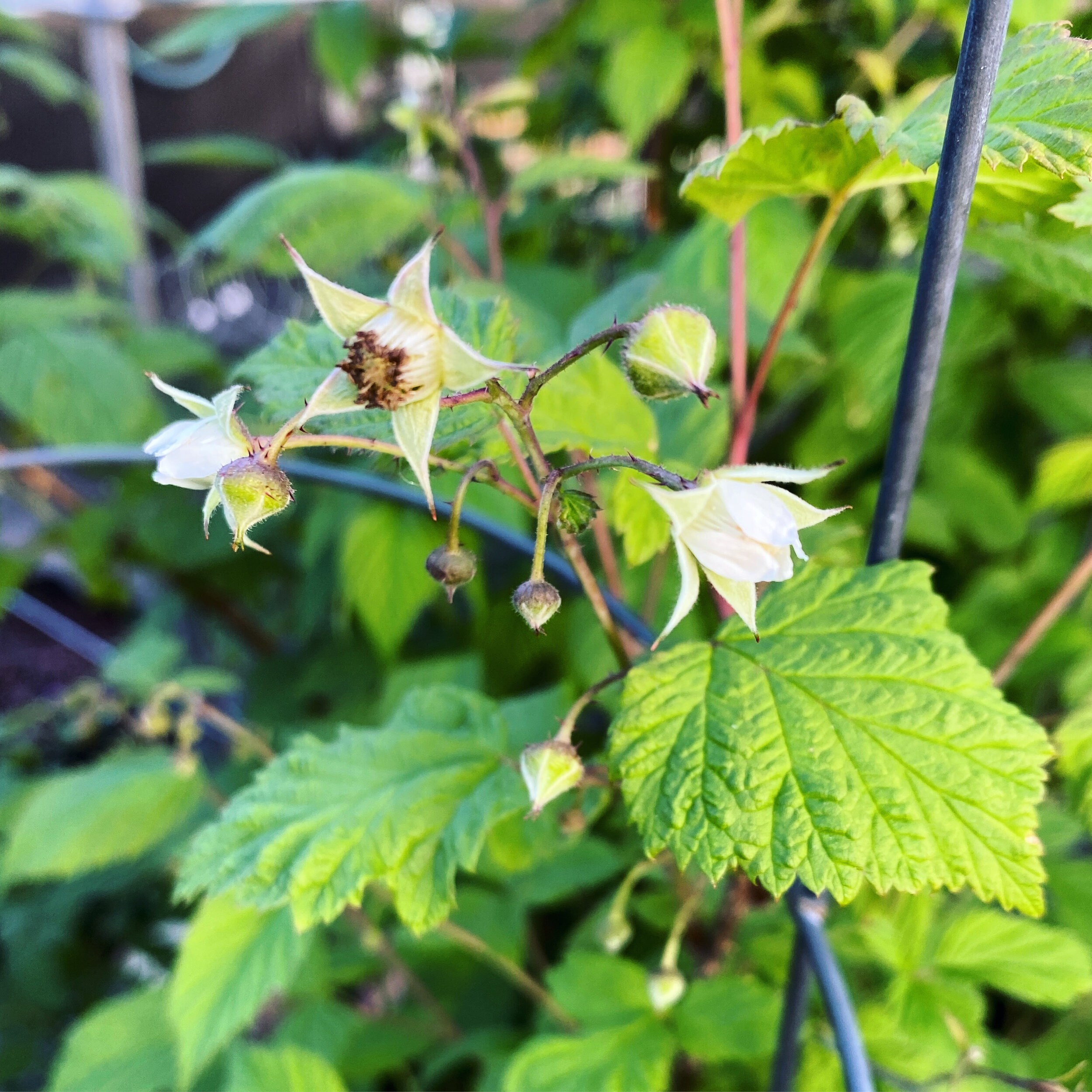 VIDEO: Raspberry Patch Care