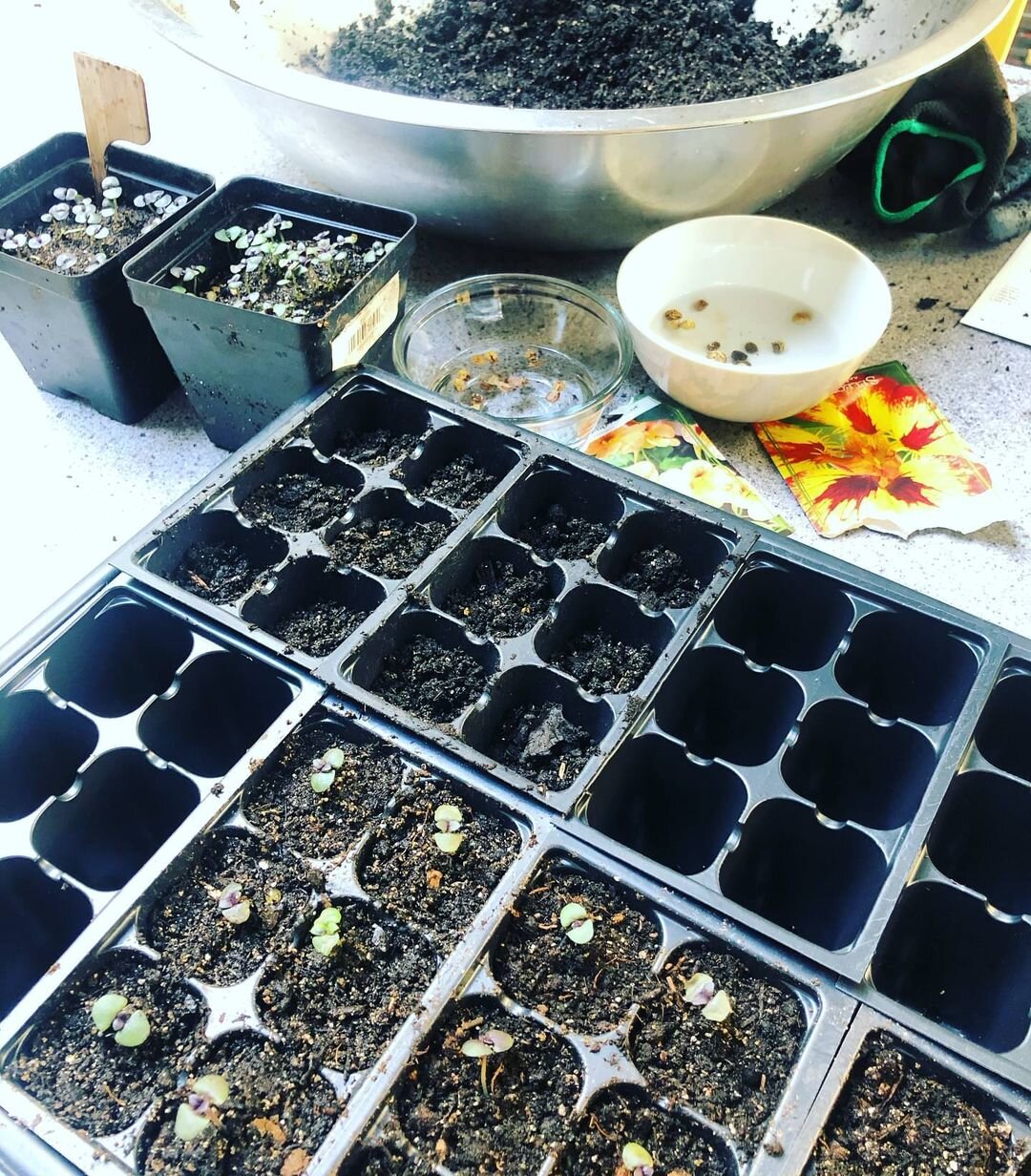 Gardening the Nature of Patience